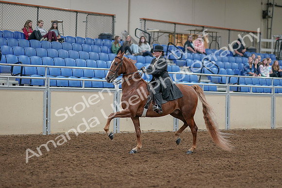 2020 - AB Morgan Horse - Fri, Sept 04 - 11252