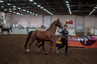 2019 Morgan Horse Show - Aug 31, 2019 - 01026