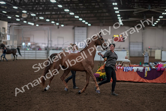 2019 Morgan Horse Show - Aug 31, 2019 - 01026