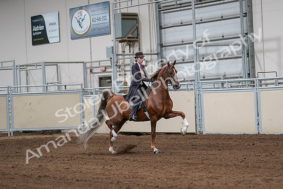 2020 - AB Morgan Horse - Sat, Sept 05 - 06426