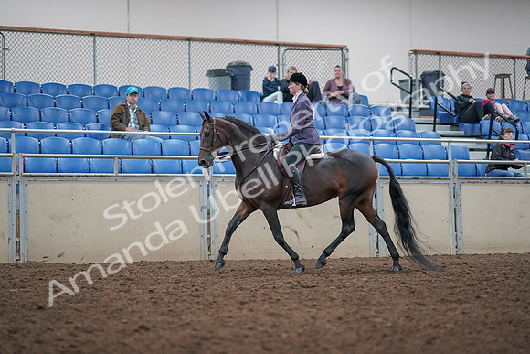 2019 Morgan Horse Show - Aug 31, 2019 - 14791