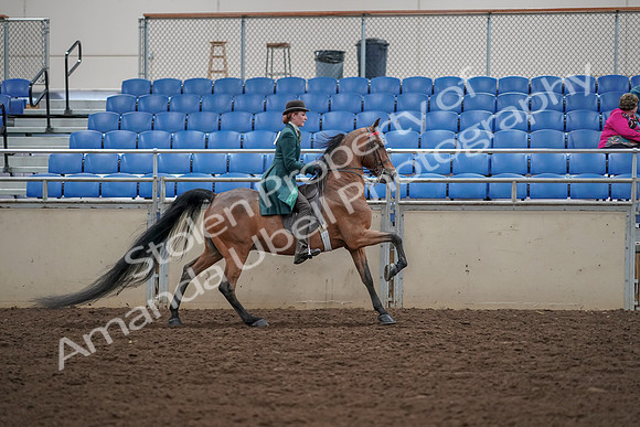 2019 Morgan Horse Show - Aug 30, 2019 - 28187