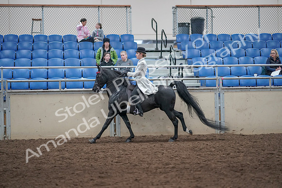 2019 Morgan Horse Show - Aug 31, 2019 - 09507