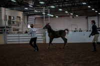 2019 Morgan Horse Show - Aug 31, 2019 - 03560