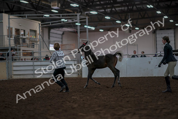 2019 Morgan Horse Show - Aug 31, 2019 - 03560