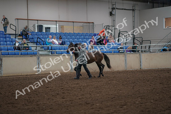 2019 Morgan Horse Show - Aug 30, 2019 - 25672