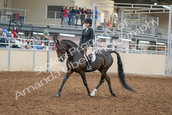2020 - AB Morgan Horse - Sat, Sept 05 - 14265