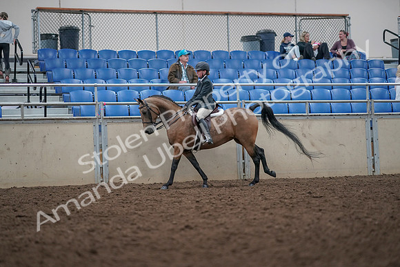 2019 Morgan Horse Show - Aug 31, 2019 - 15024