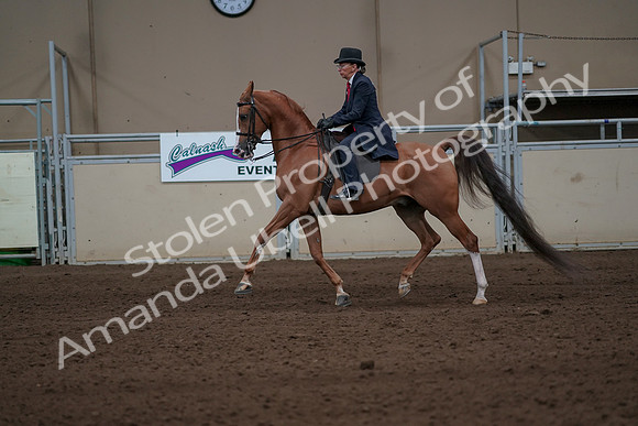 2019 Morgan Horse Show - Sept 01, 2019 - 11919
