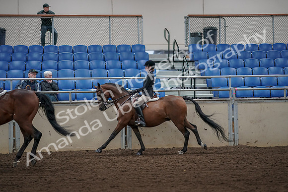 2019 Morgan Horse Show - Aug 31, 2019 - 05114