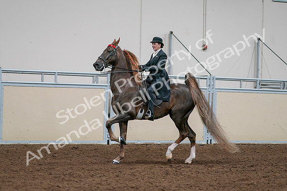2020 - AB Morgan Horse - Sat, Sept 05 - 13122