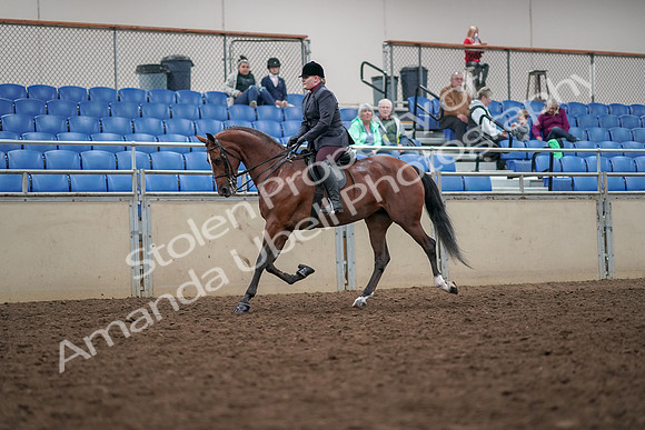 2019 Morgan Horse Show - Aug 30, 2019 - 20424