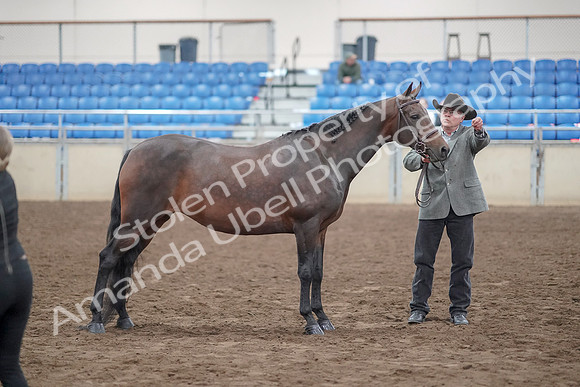 2019 Morgan Horse Show - Aug 31, 2019 - 03751