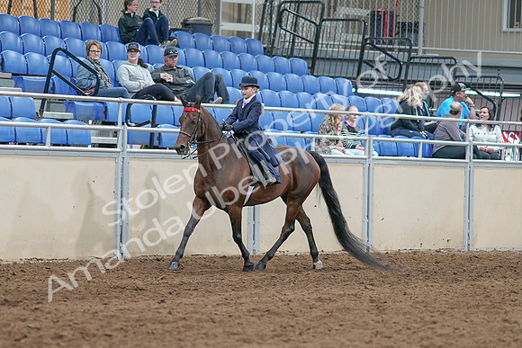 2020 - AB Morgan Horse - Sat, Sept 05 - 04755