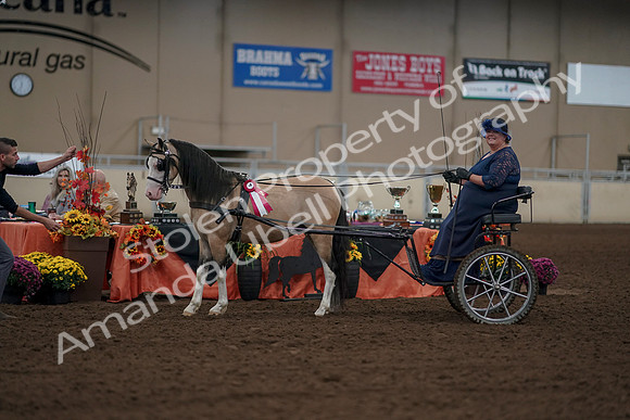 2019 Morgan Horse Show - Aug 31, 2019 - 04563