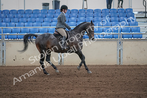 2019 Morgan Horse Show - Sept 01, 2019 - 11064