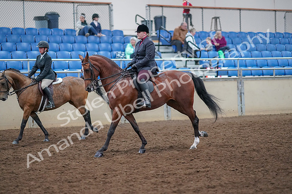 2019 Morgan Horse Show - Aug 30, 2019 - 20516