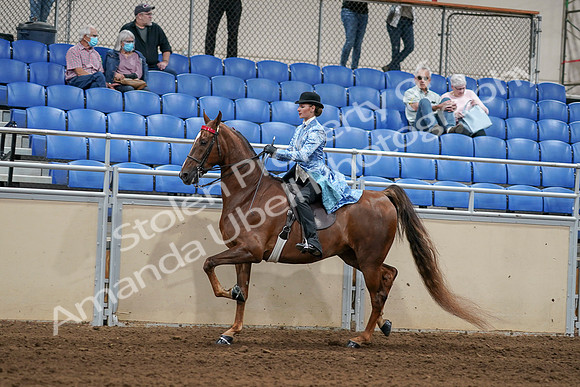 2020 - AB Morgan Horse - Sat, Sept 05 - 06235