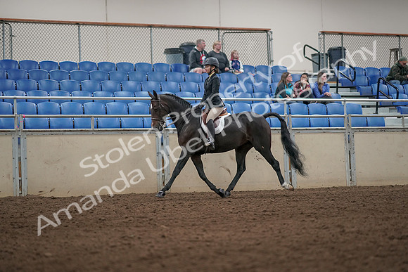 2019 Morgan Horse Show - Aug 31, 2019 - 04944