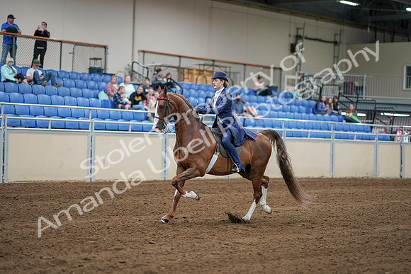 2020 - AB Morgan Horse - Sat, Sept 05 - 06223