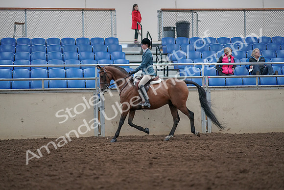 2019 Morgan Horse Show - Aug 31, 2019 - 17127