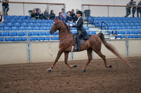 2019 Morgan Horse Show - Aug 31, 2019 - 20354