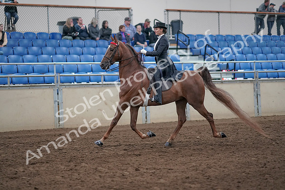 2019 Morgan Horse Show - Aug 31, 2019 - 20354