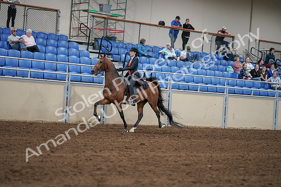 2020 - AB Morgan Horse - Sat, Sept 05 - 06724