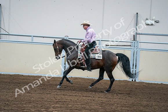 2020 - AB Morgan Horse - Fri, Sept 04 - 00550