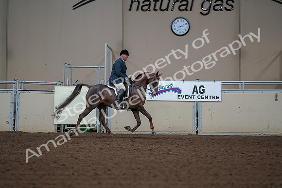 2019 Morgan Horse Show - Aug 30, 2019 - 17656