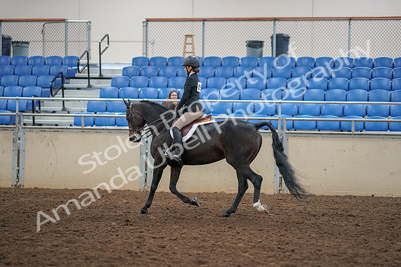 2019 Morgan Horse Show - Aug 30, 2019 - 12133