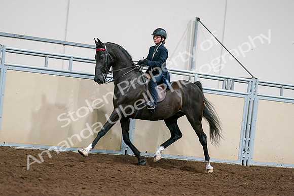 2020 - AB Morgan Horse - Fri, Sept 04 - 03223