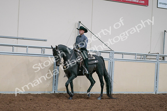 2020 - AB Morgan Horse - Fri, Sept 04 - 08520