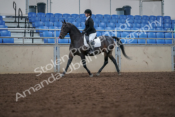 2019 Morgan Horse Show - Aug 30, 2019 - 18302