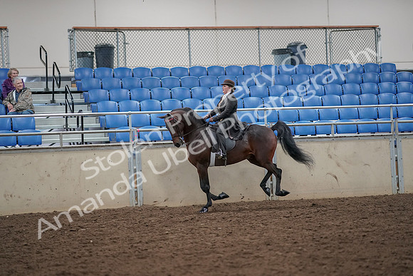 2019 Morgan Horse Show - Aug 30, 2019 - 28013