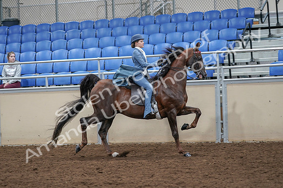 2020 - AB Morgan Horse - Fri, Sept 04 - 05197