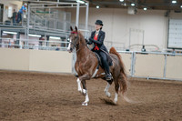 2020 - AB Morgan Horse - Fri, Sept 04 - 09501