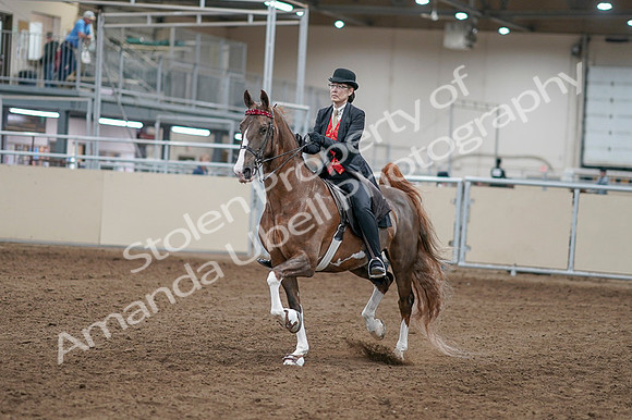 2020 - AB Morgan Horse - Fri, Sept 04 - 09501