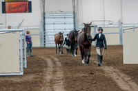 2020 - AB Morgan Horse - Fri, Sept 04 - 00723