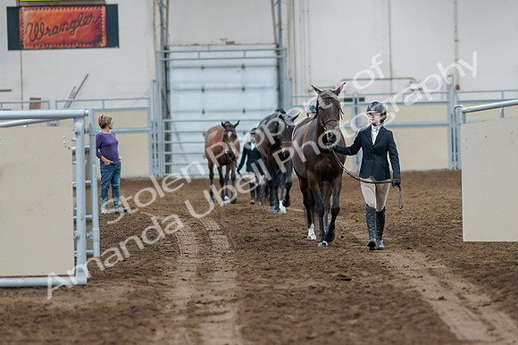 2020 - AB Morgan Horse - Fri, Sept 04 - 00723