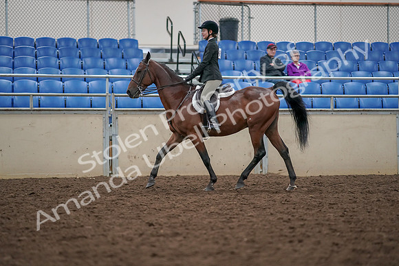2019 Morgan Horse Show - Aug 30, 2019 - 20264