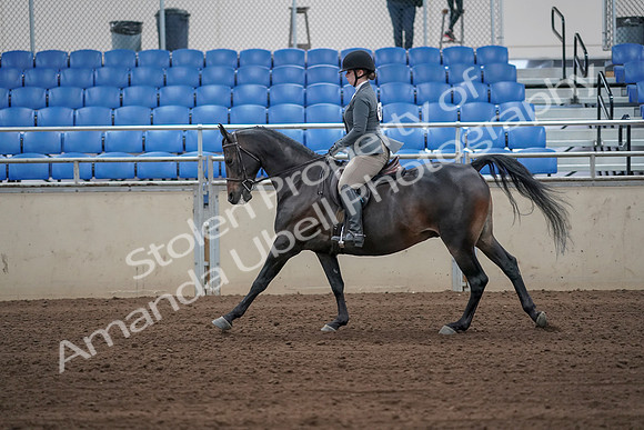 2019 Morgan Horse Show - Sept 01, 2019 - 10972
