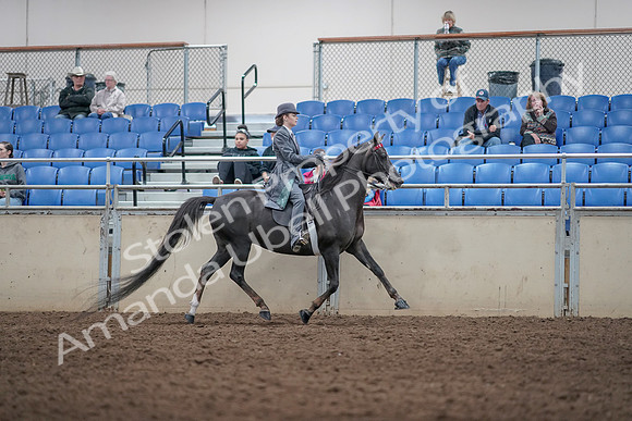 2019 Morgan Horse Show - Aug 31, 2019 - 09642