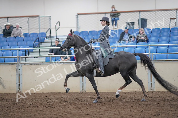2019 Morgan Horse Show - Aug 31, 2019 - 09393