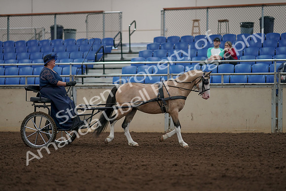 2019 Morgan Horse Show - Aug 31, 2019 - 04436