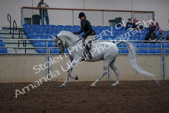 2019 Morgan Horse Show - Aug 31, 2019 - 16062