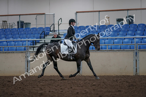 2019 Morgan Horse Show - Aug 31, 2019 - 16729