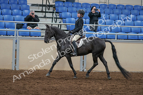 2020 - AB Morgan Horse - Sun, Sept 06 - 07790