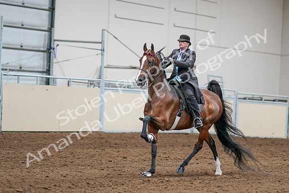 2020 - AB Morgan Horse - Sat, Sept 05 - 13150