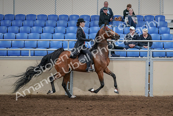 2020 - AB Morgan Horse - Sat, Sept 05 - 06806